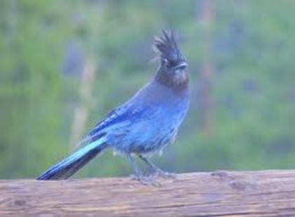 blue bird - Yellowstone Animals