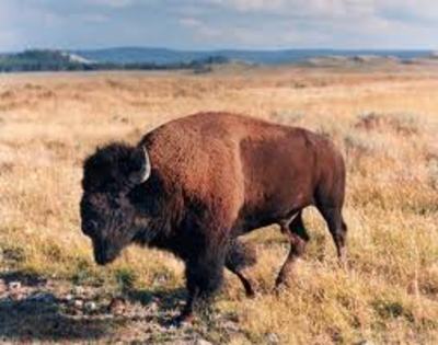 buffalo - Yellowstone Animals