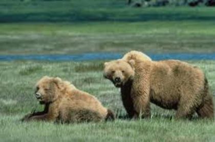 Grizzley bears - Yellowstone Animals