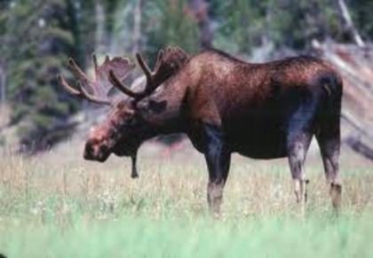 moose - Yellowstone Animals