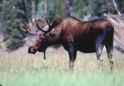 moose