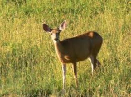 deer - Yellowstone Animals