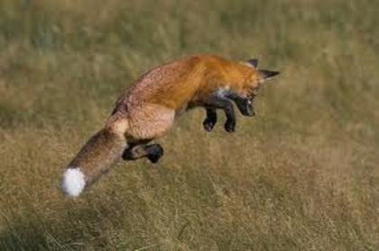 fox1 - Yellowstone Animals