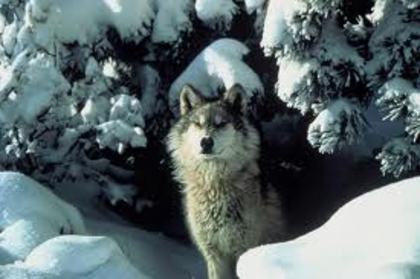 wolf - Yellowstone Animals
