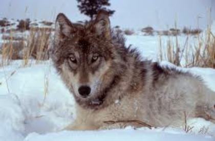 wolf1 - Yellowstone Animals