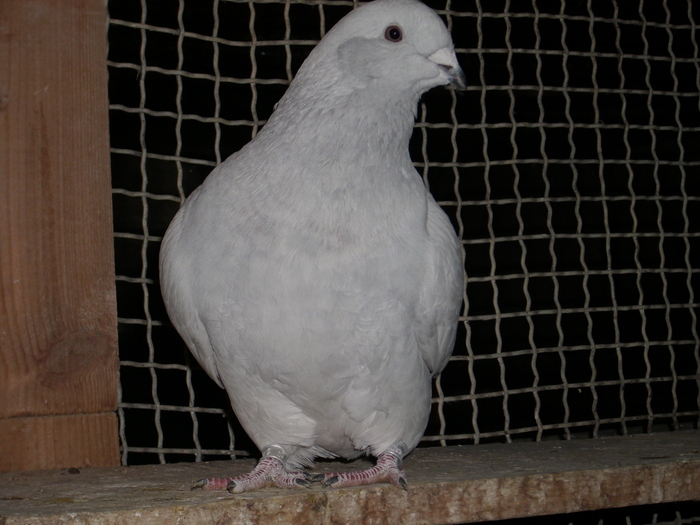  - FEMELE 2010
