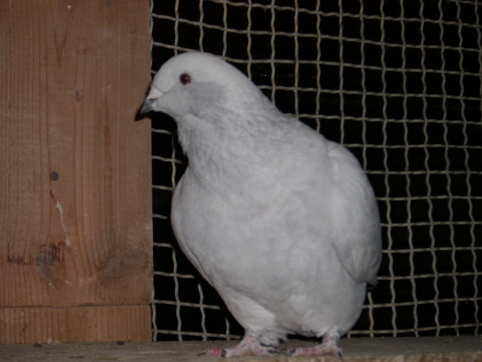  - FEMELE 2010