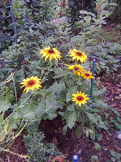 rudbeckia - gradina 2010