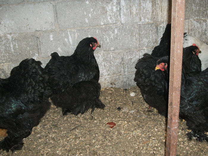 Copy of DSCF0336 - Cochin negru 2012
