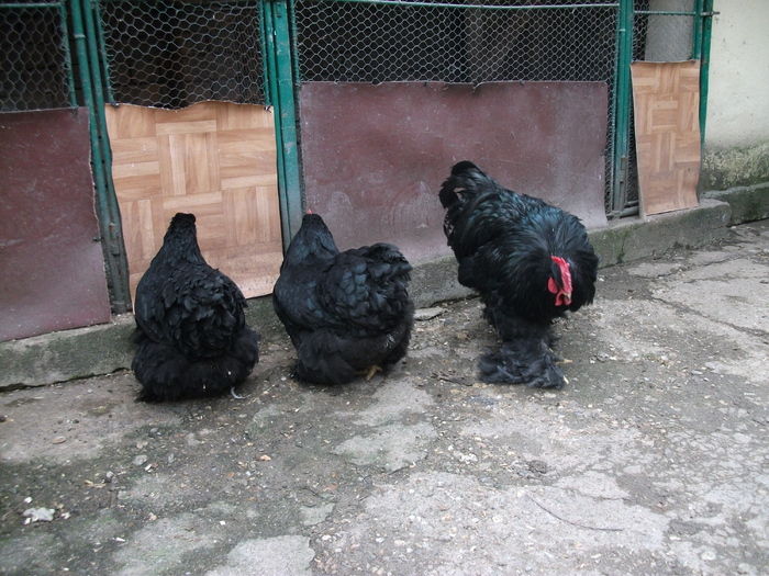 Copy of DSCF0344 - Cochin negru 2012