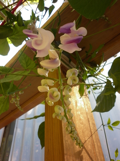 Snail Creeper (Phaseolus Caracalla); 6.01.11
