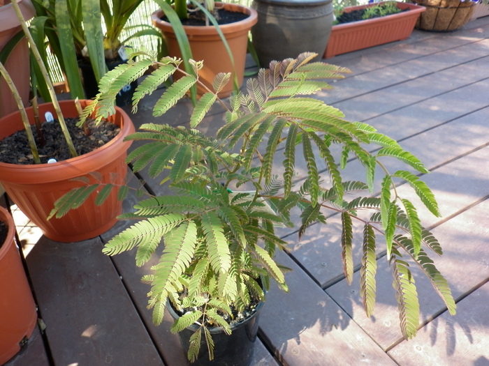 Albizia Silk Tree; 6.01.11
