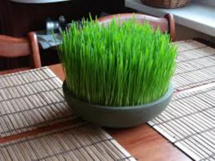 Wheatgrass