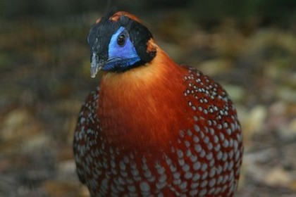 Tragopan - Fazanul Decor - Tragopan