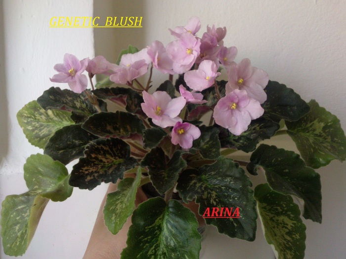 Photo4550 - GENETIC BLUSH