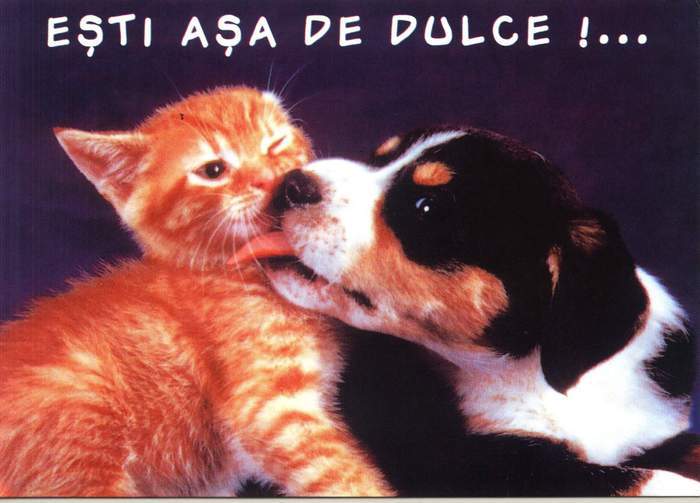 Pisicute si catei (5)