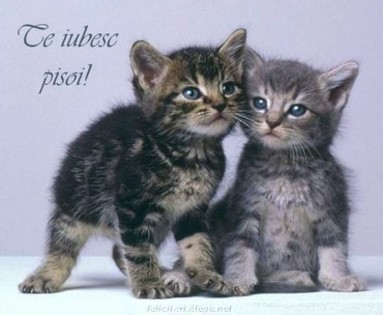 Pisicute (1)