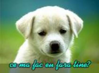 catei (16)