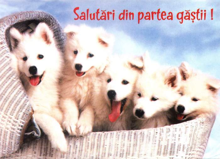 catei (24)