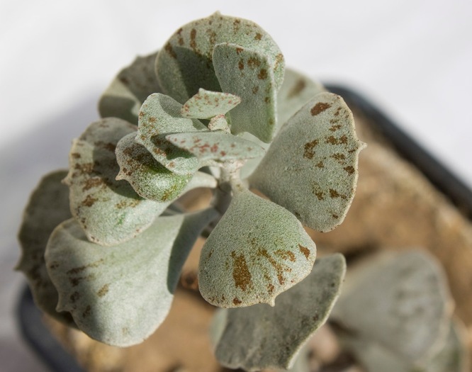 Kalanchoe rombopilosa, 04.2010; Colectie tzep
