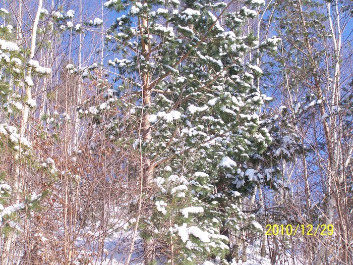 peisaje 2010 BISOCA 027 - PEISAJE BISOCA -BUZAU