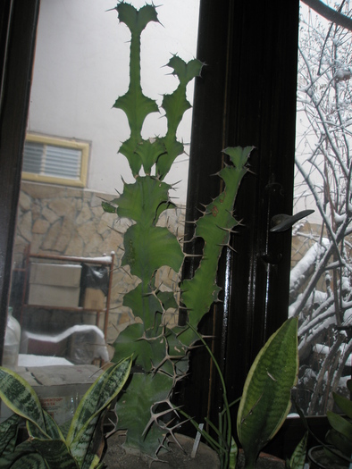 Euphorbia grandicornis - 3.01.2011; Colectia: Andre
