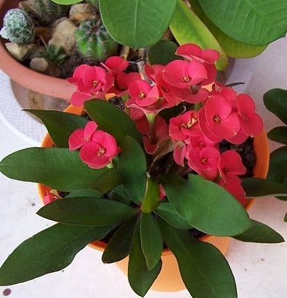 Euphorbia milli rosie; Colectie tzep
