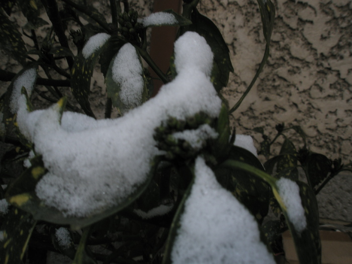 zapada pe frunzele de Aucuba; Colectia: Andre

