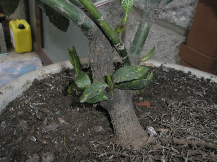 ramuri noi, de la baza,  la Aucuba - AUCUBA japonica