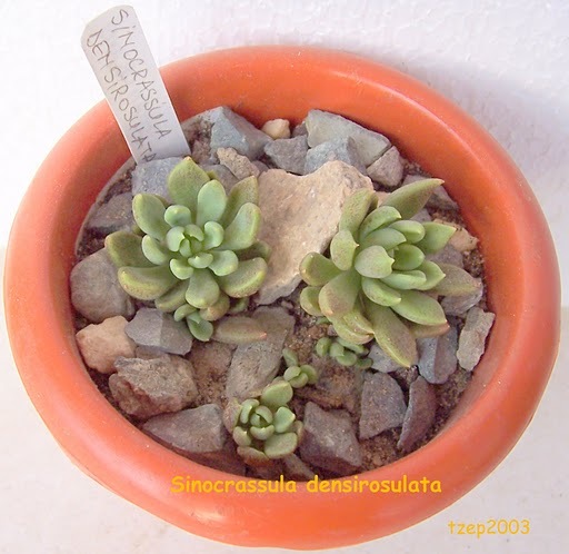 Sinocrassula densirosulata; Colectie tzep, 09.2010
