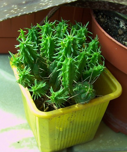 Euphorbia mammillaris, 06.2010; Colectie tzep
