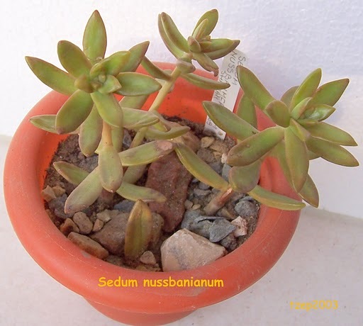 Sedum nussbanianum, 09.2009; Colectie tzep
