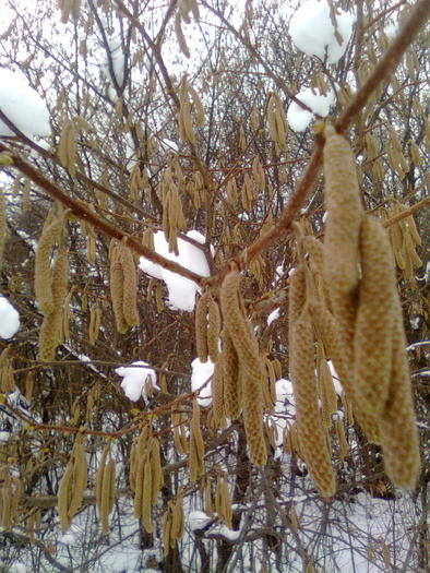 Matisori de alun - Imagini de iarna