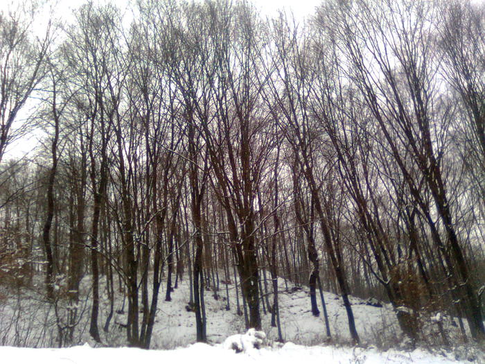 Imagine0533 - Imagini de iarna