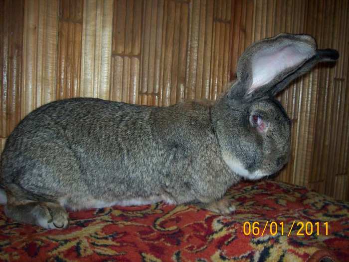 MASC NR1  ,DE VANZARE  ,ARE 2 ,3 ANI