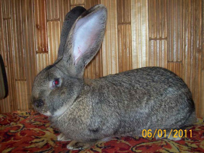 MASC NR2  ,DE VANZARE  ,ARE 8 LUNI