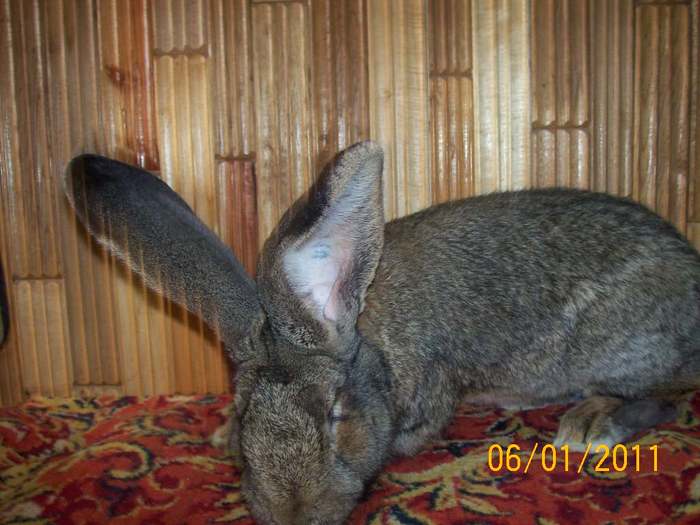 MASC NR3  ,  ,ARE 11 LUNI