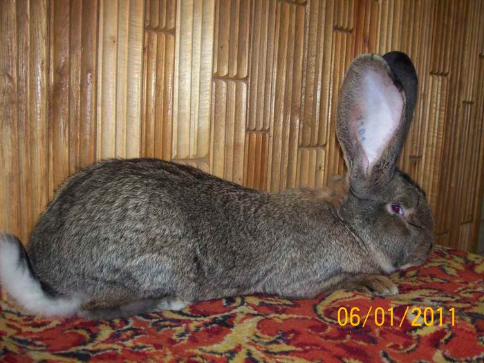 MASC NR3 , ,ARE  11 LUNI