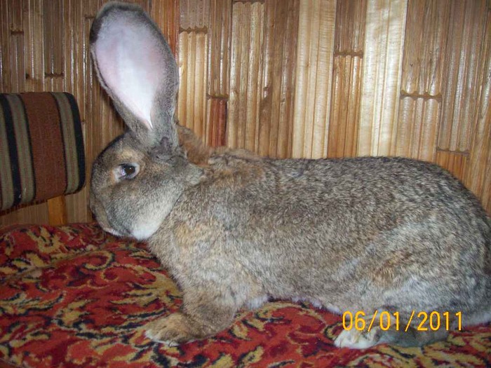 MASC NR4  ,sa vandut  ,ARE 2  ANI