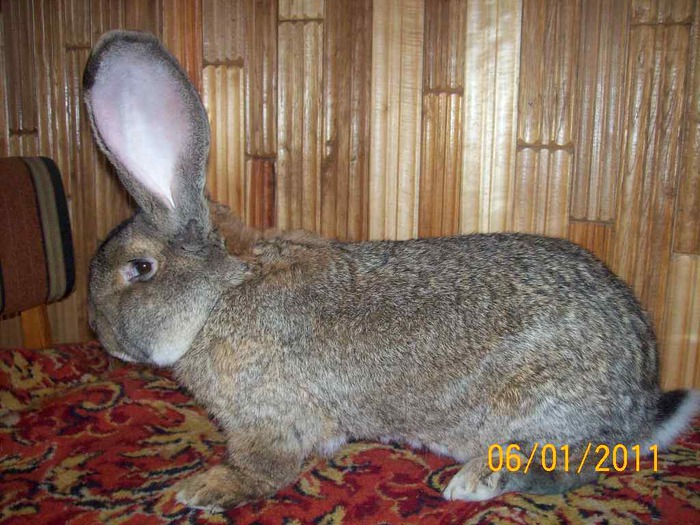 MASC NR4  ,SA VANDUT  ,ARE  2 ANI