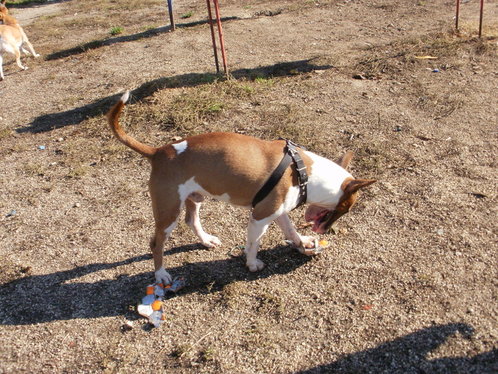 PA240044 - King X - Bull terrier de mare exceptie