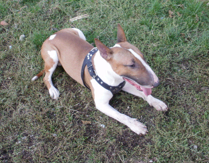 PA240046 - King X - Bull terrier de mare exceptie