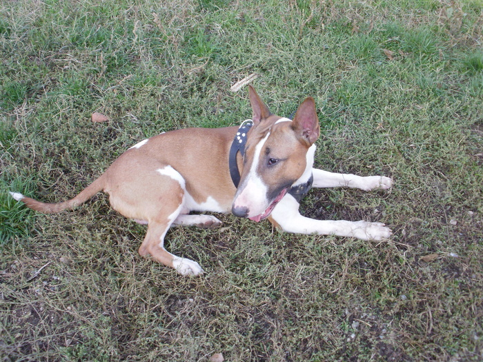 PA240047 - King X - Bull terrier de mare exceptie