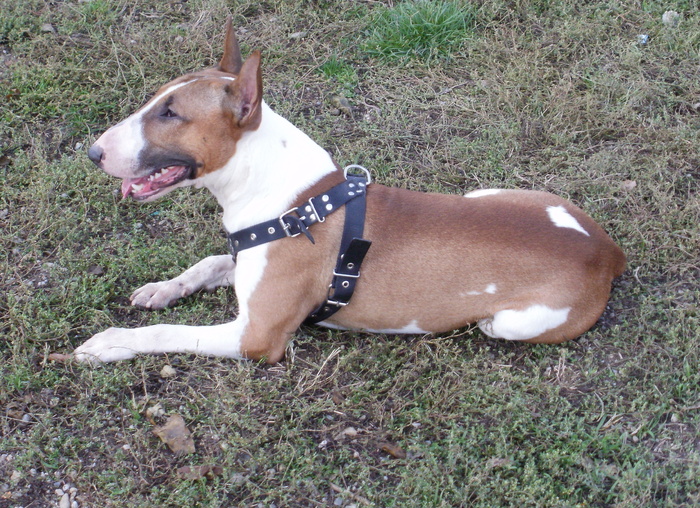 PA240048 - King X - Bull terrier de mare exceptie