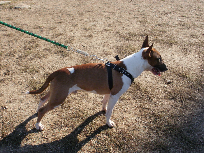 PA240051 - King X - Bull terrier de mare exceptie