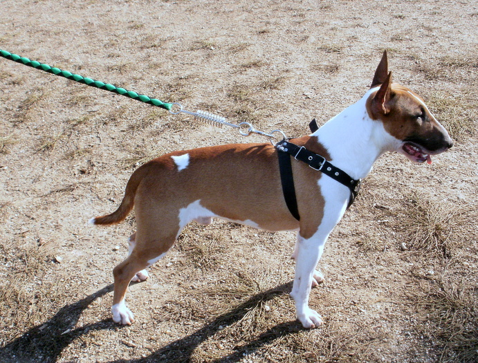 PA240052 - King X - Bull terrier de mare exceptie