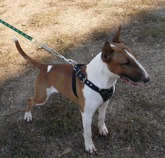 PA240053 - King X - Bull terrier de mare exceptie