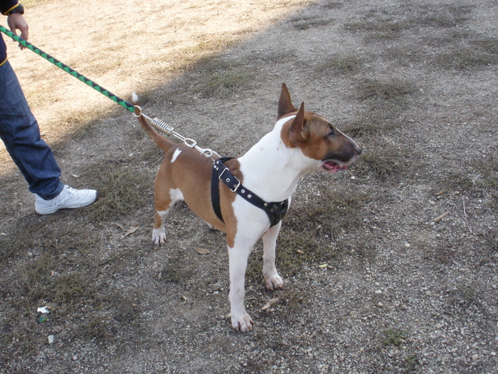 PA240054 - King X - Bull terrier de mare exceptie