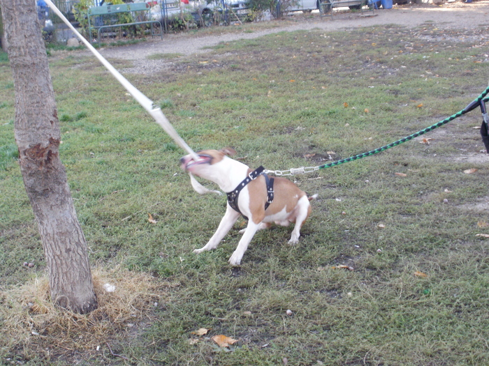 PA240059 - King X - Bull terrier de mare exceptie