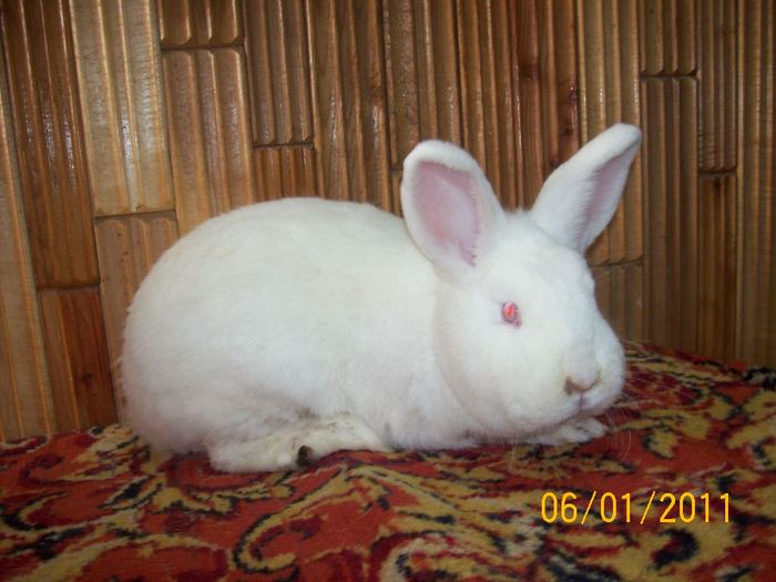 FEMELA NR 2, SA VANDUT